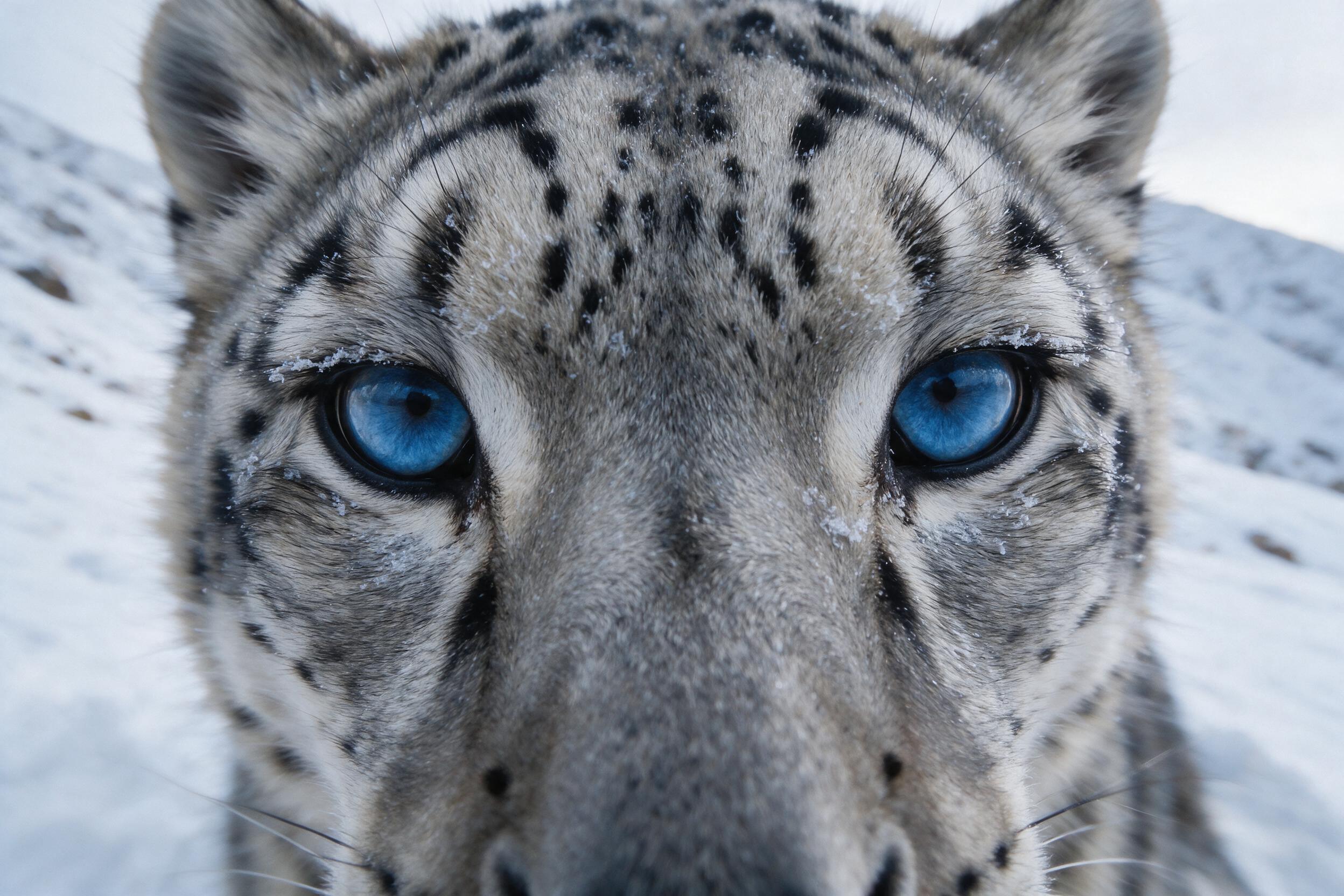 A close-up of a snow leopard's eyes, intense blue iris, fur texture with frost, soft overcast light, shallow depth of field, slight camera shake, peaceful snow-covered slope in the background.