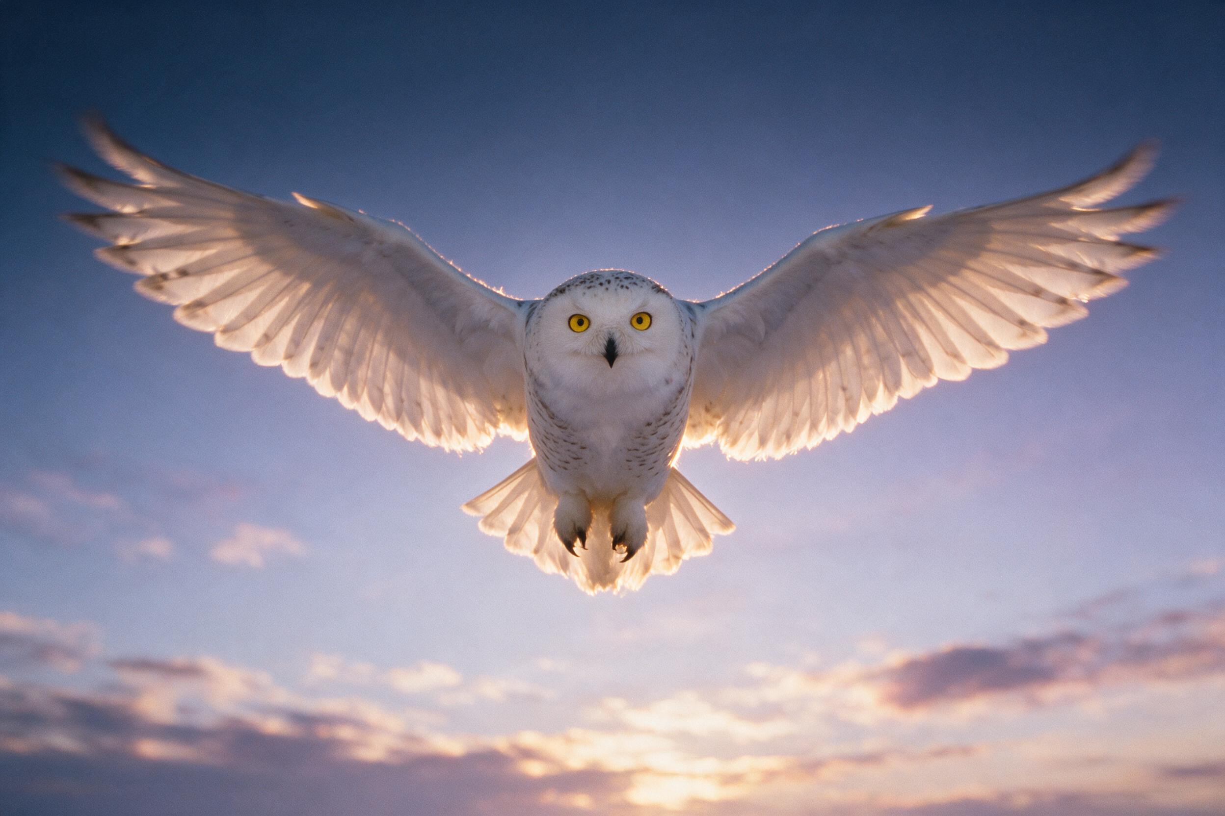 A close-up portrait of a snowy owl in flight against a twilight sky, wings spread wide, feathers catching the last golden light, soft blue and purple gradients in the background, slight motion blur, natural grain, shallow depth of field
