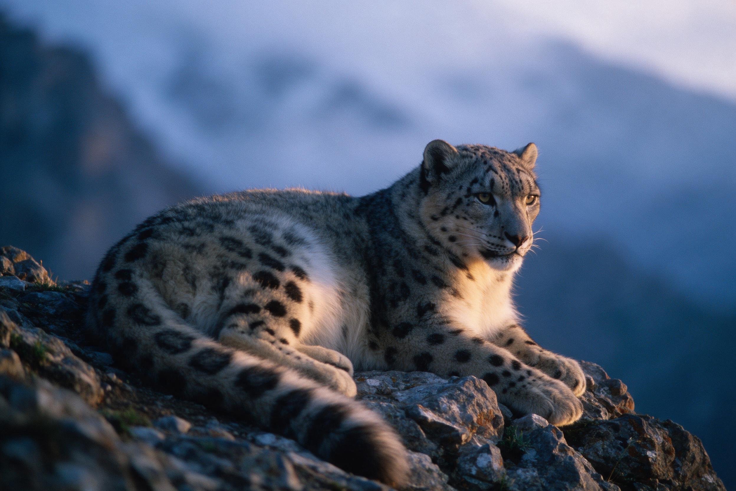 A snow leopard rests on a rocky outcrop at dawn, its thick fur catching the warm golden light. Background fades into misty blue mountains. Shot with a 200mm telephoto lens, shallow depth of field, slight grain and natural color grading. No text, no humans, no other animals.