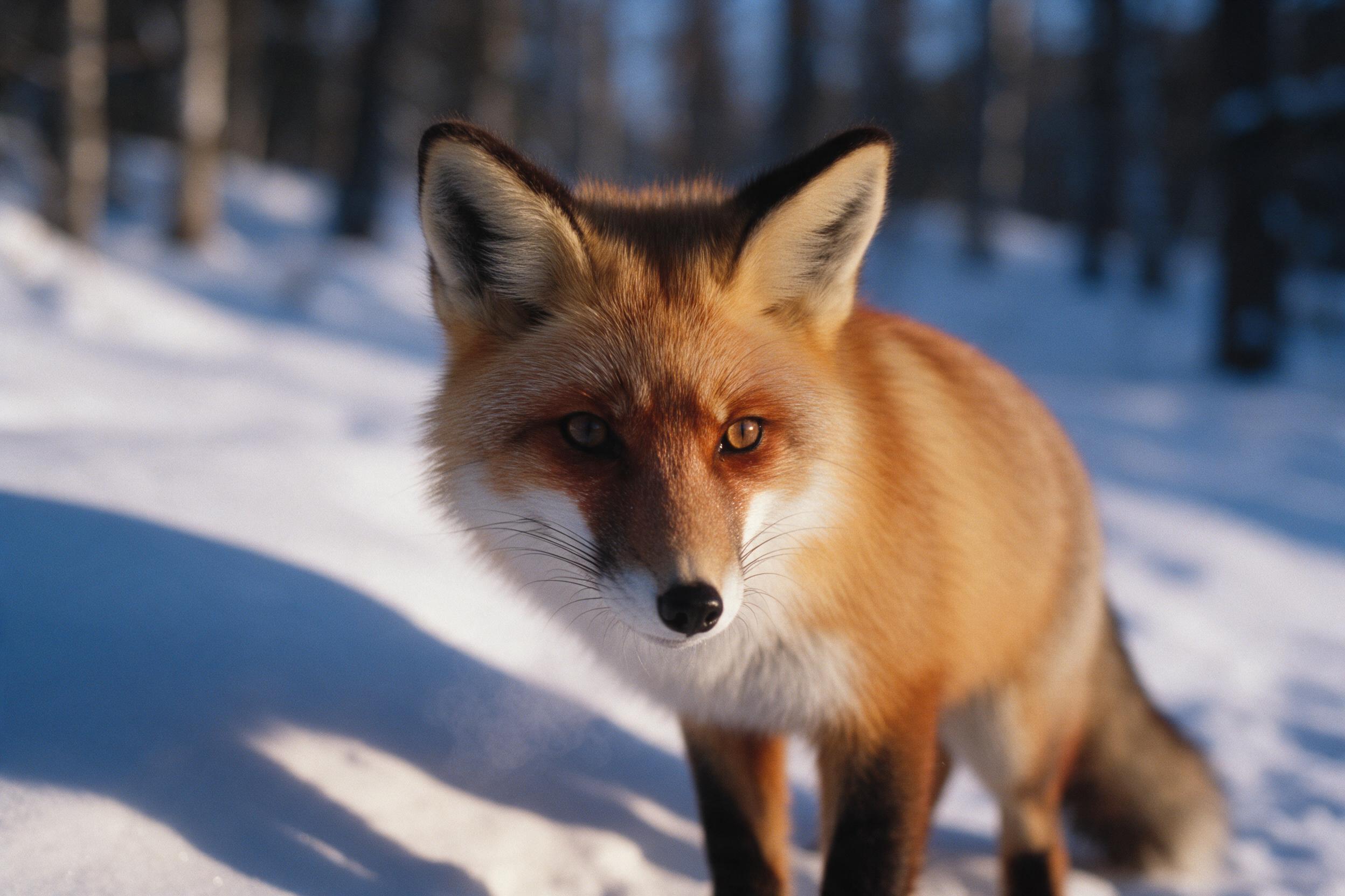 A close-up of a red fox in a snowy forest, breath visible in cold air, fur texture sharp against soft, blurred white background, late winter afternoon light casting long blue shadows, subtle film grain, eye-level composition capturing its alert gaze.