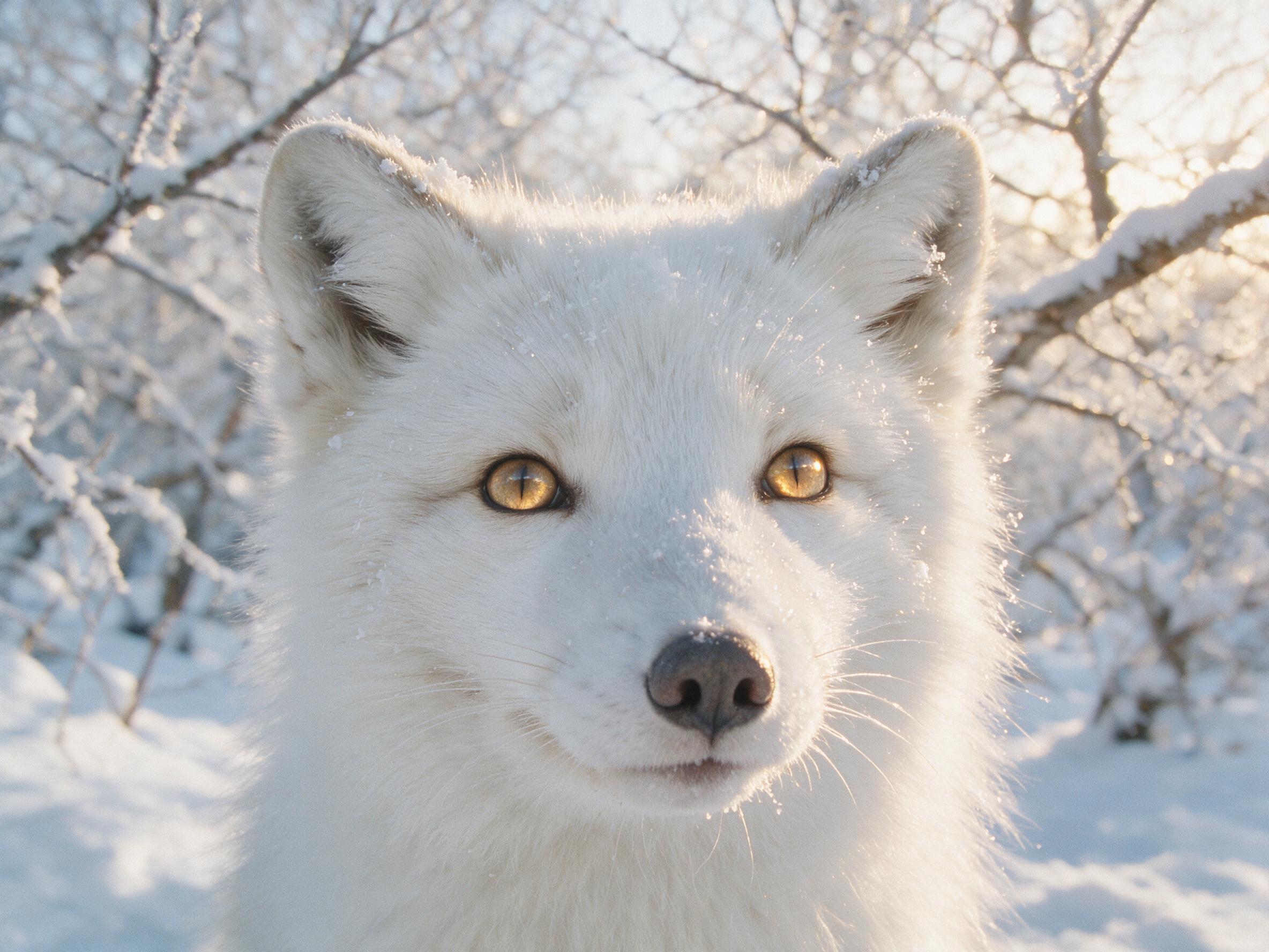 A close-up of a fox's face in a snowy forest, soft morning light filtering through frost-covered branches, snowflakes clinging to its fur, eyes reflecting a golden sunrise, shallow depth of field, slight grain, natural color palette