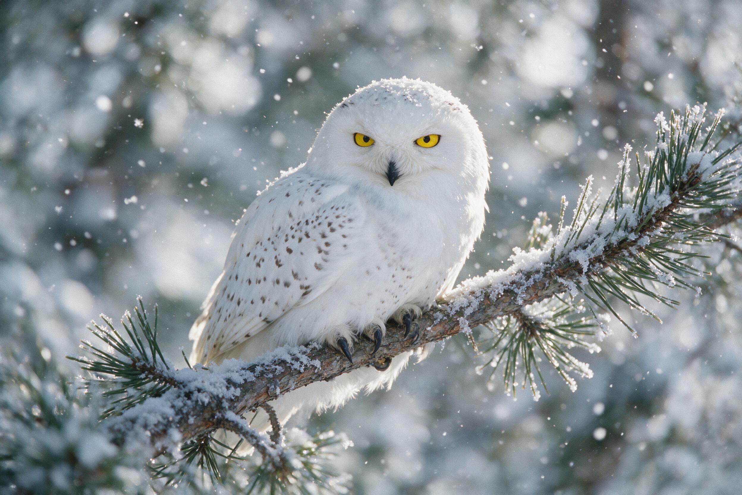 A close-up of a snowy owl perched on a frost-covered pine branch, its piercing yellow eyes sharp against the soft white feathers. Gentle snowflakes fall around, blurred in the background with a winter forest bokeh. Natural side lighting, slight grain, muted cool tones.