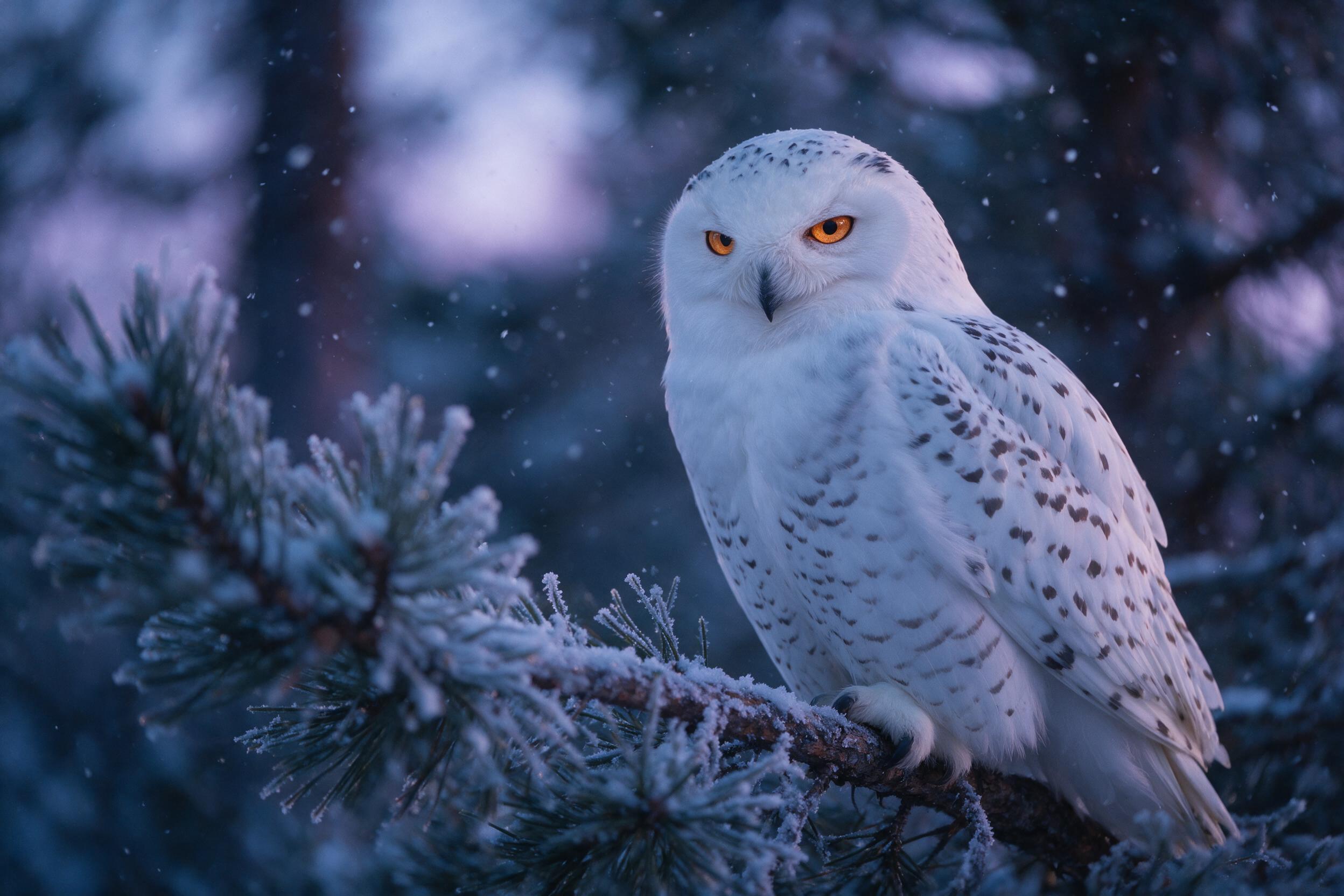 A snowy owl perched on a frost-covered pine branch at twilight, soft blue and purple natural lighting, snowflakes falling gently, shallow depth of field with blurred background forest, subtle grain texture, owl's amber eyes sharp and focused.