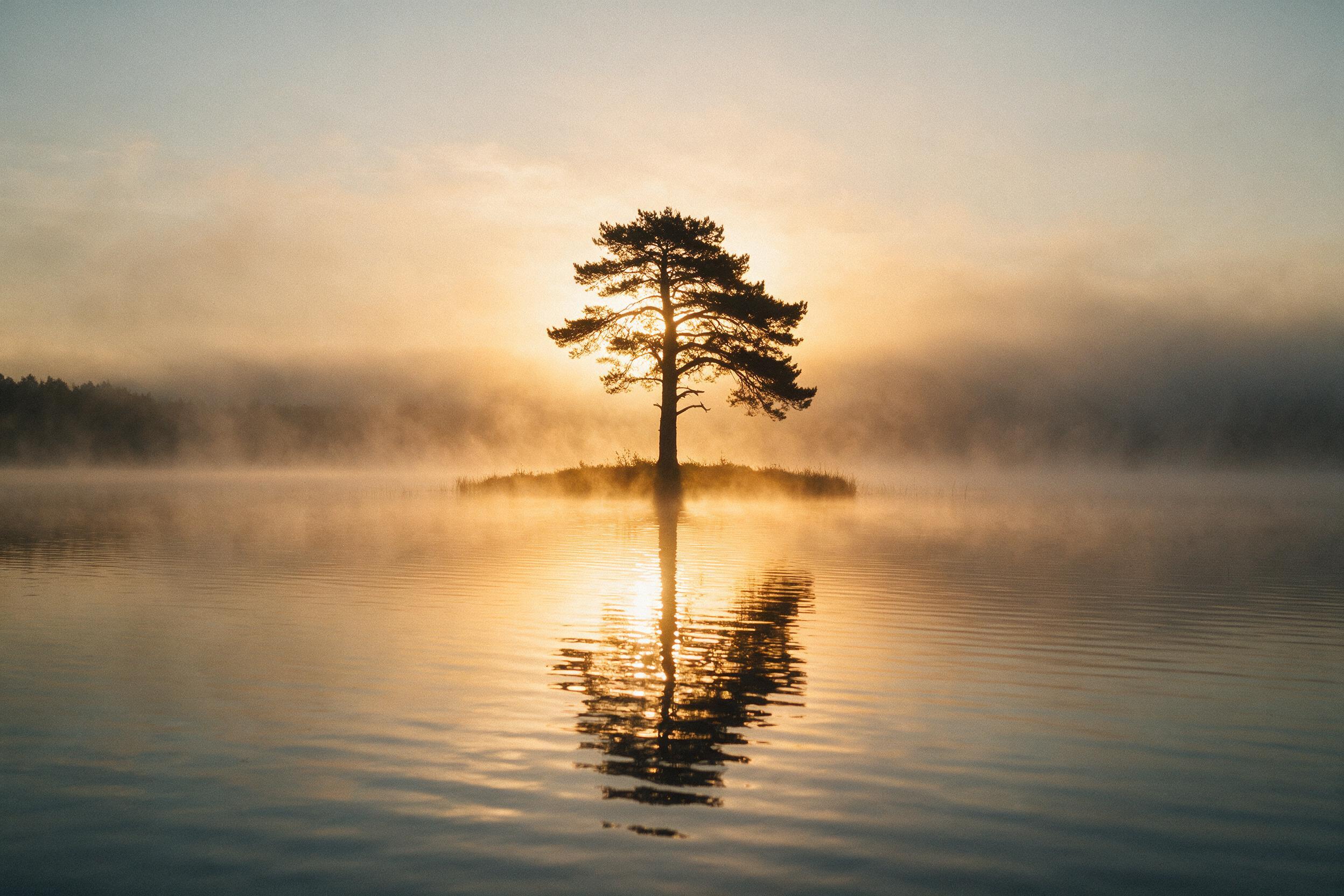 Misty morning over a calm lake, with a lone pine tree silhouetted against a soft golden sunrise, reflections dappled on the water, gentle fog lifting from the surface, cinematic composition, natural lighting, slight grain