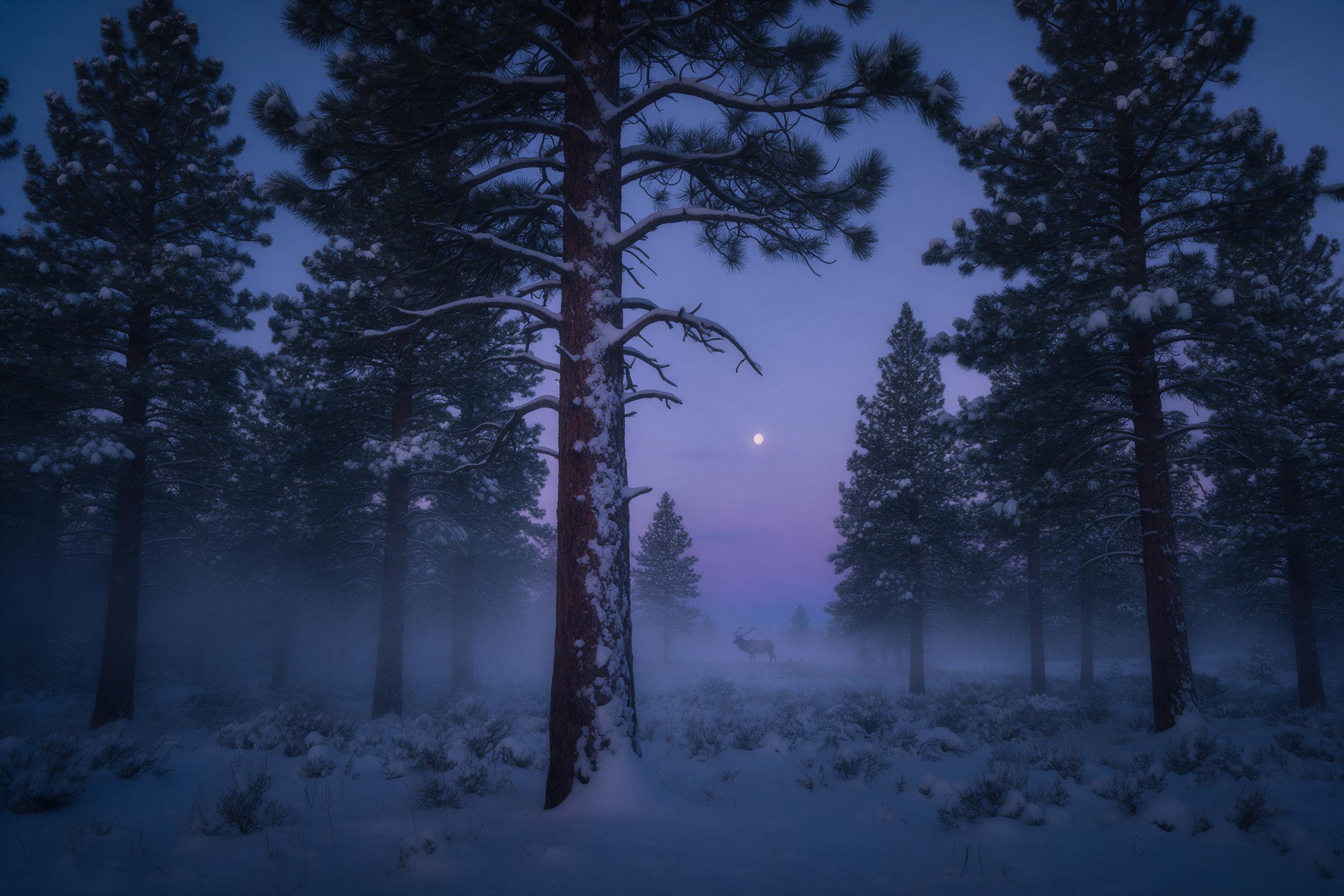 A snow-covered pine forest at twilight, deep blue and soft purple hues, quiet mist weaving between the trees, fresh snowfall glittering with cool light, silhouette of a distant elk, minimal composition with the main trunk leading the eye to a fading moon, soft diffused light, gentle natural grain